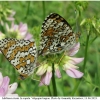 melitaea cinxia copula1 volg